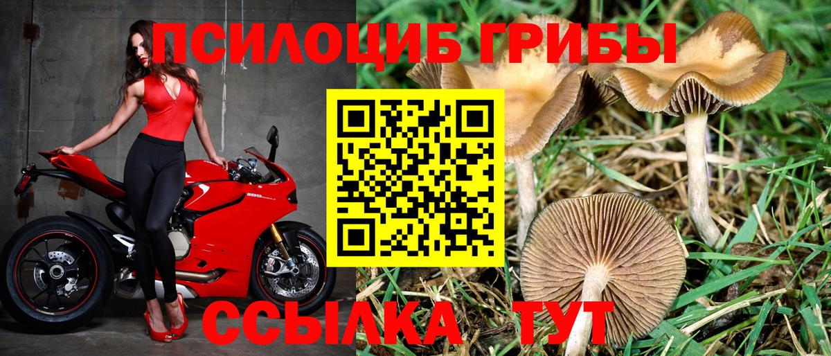 Псилоцибиновые грибы Psilocybine cubensis Кохма